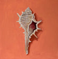 Shell No. 2 - Original Painting (20cm x 20cm) (Copy)